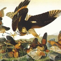 audubon,johnjamesbobwhitevirginiapartridge,1825.jpg